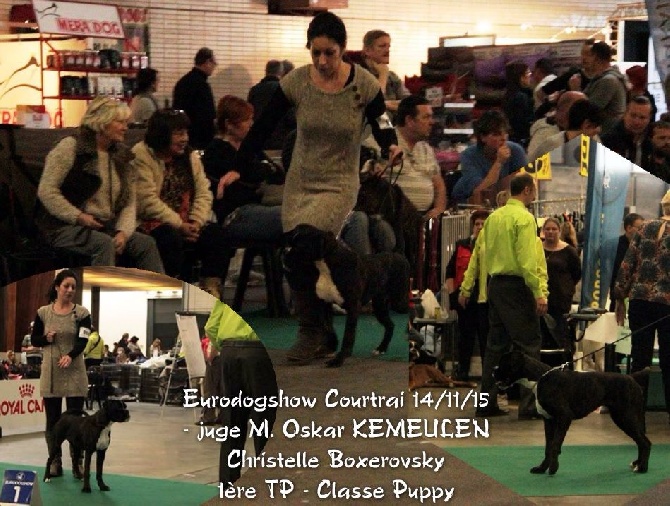 Au Pays Des Joyaux - Eurodogshow Courtrai 14/11/15