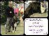  - Imani au Pays des Joyaux à Bruxelles Dog Show
