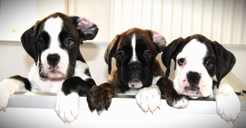 chiot Boxer Au Pays Des Joyaux