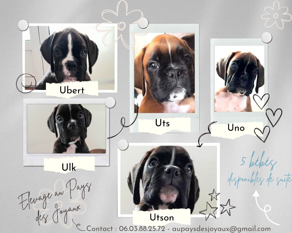 chiot Boxer Au Pays Des Joyaux