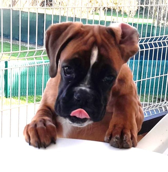 chiot Boxer Au Pays Des Joyaux