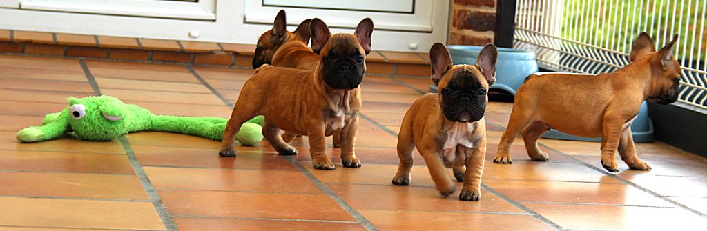 chiot Bouledogue français Au Pays Des Joyaux