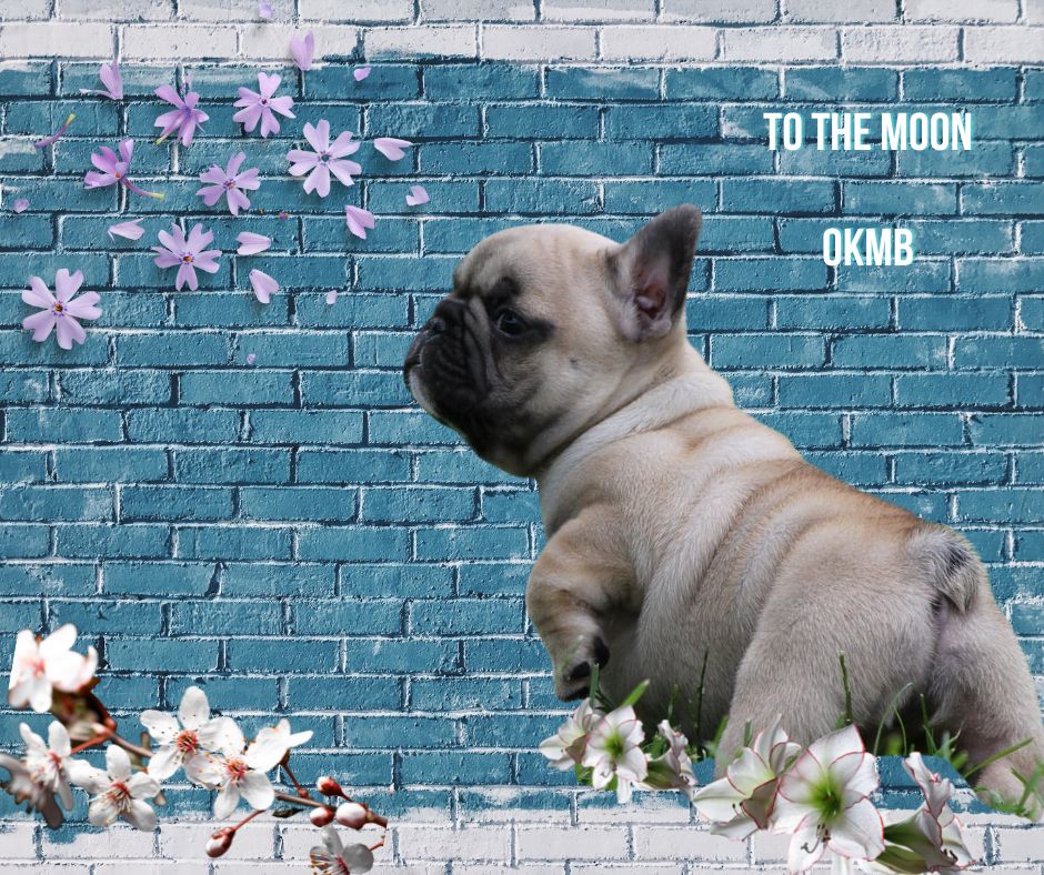 To the moon Of Kingdom Mini Bull