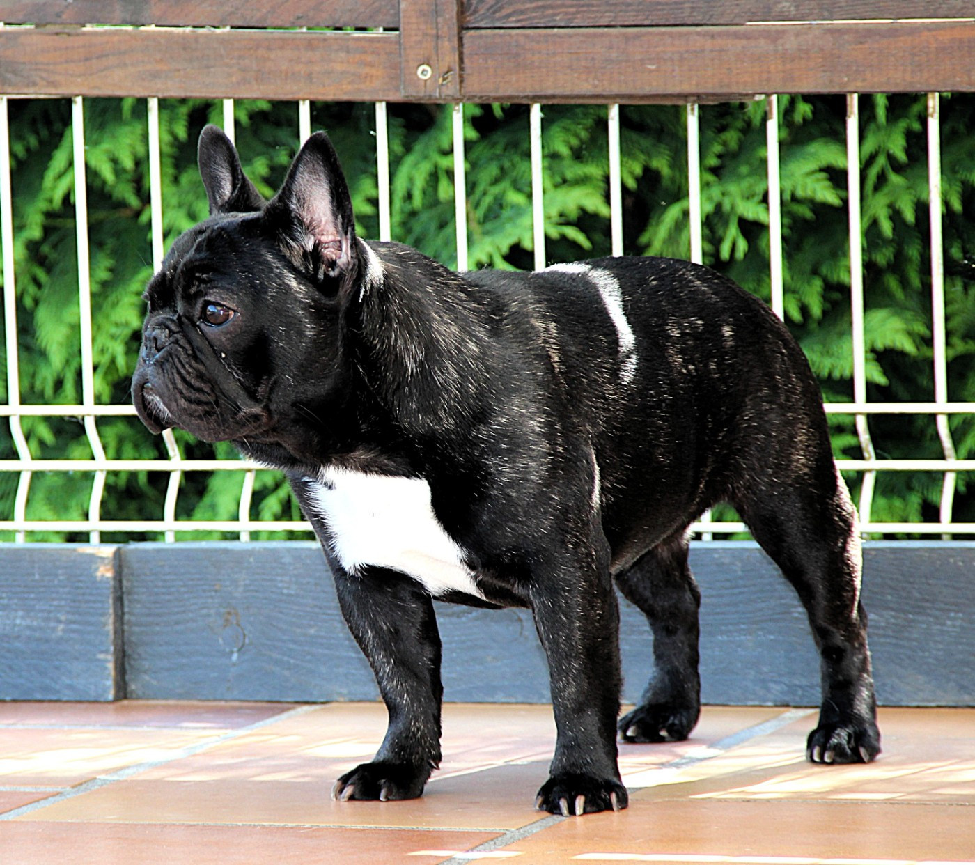 Isabel de Iberico Bulls