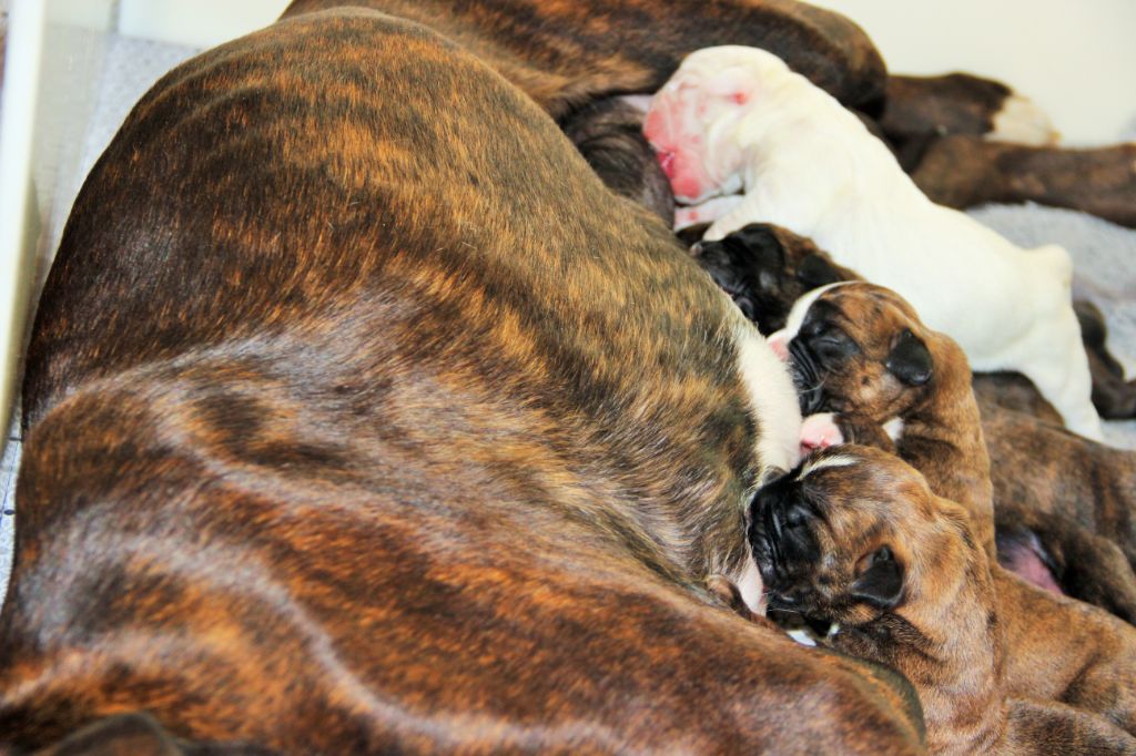 Au Pays Des Joyaux - Les bébés de Mia sont arrivés .... ils sont 8 magnifiques chiots