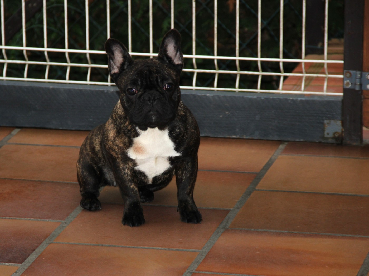 Au Pays Des Joyaux - Chiots disponibles - Bouledogue français