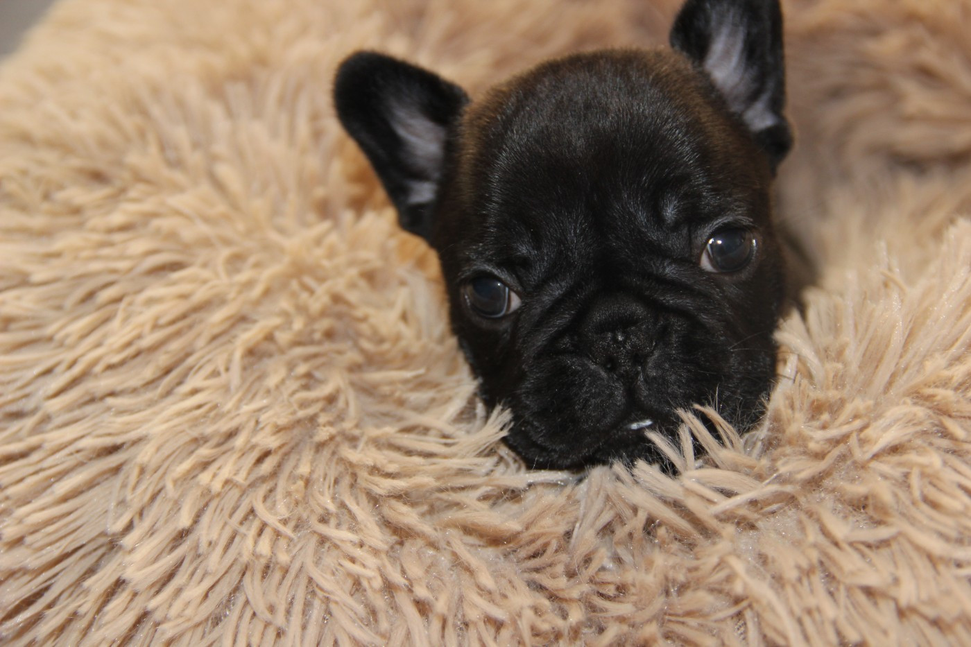 Au Pays Des Joyaux - Chiots disponibles - Bouledogue français