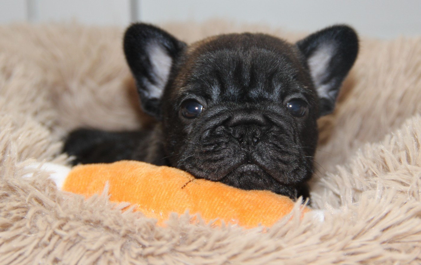 Au Pays Des Joyaux - Chiots disponibles - Bouledogue français