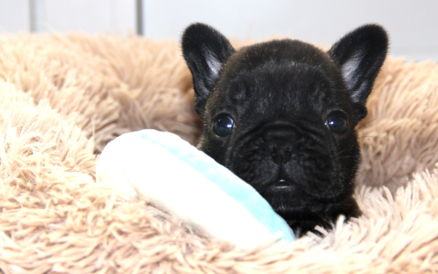 Au Pays Des Joyaux - Chiots disponibles - Bouledogue français