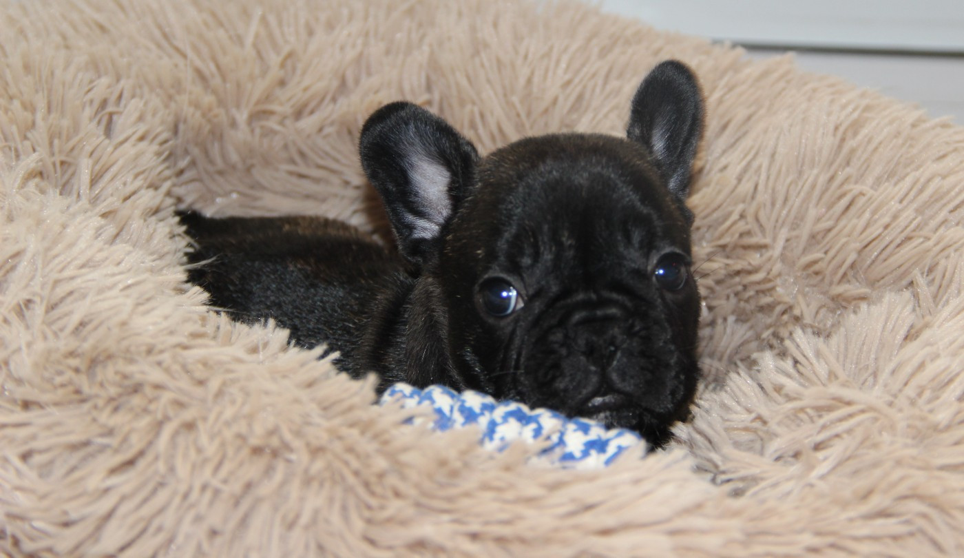 Au Pays Des Joyaux - Chiots disponibles - Bouledogue français