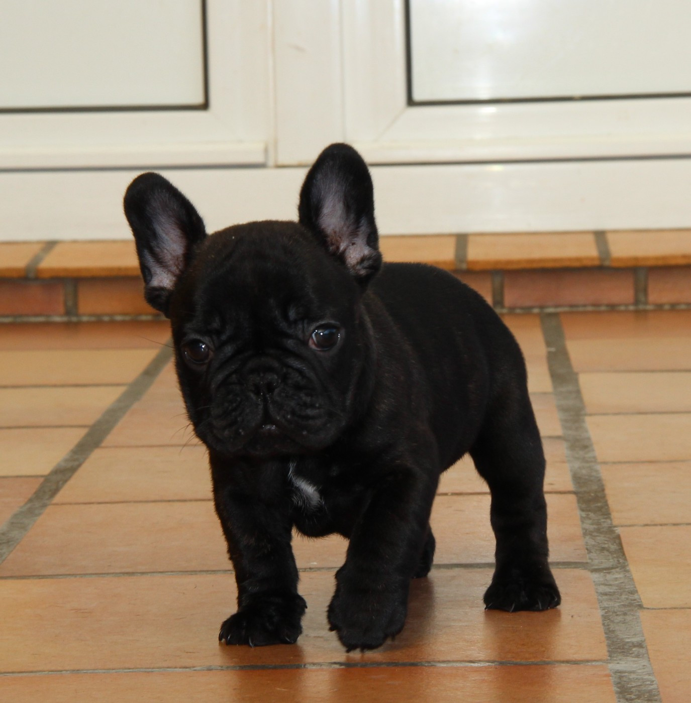 Au Pays Des Joyaux - Chiots disponibles - Bouledogue français