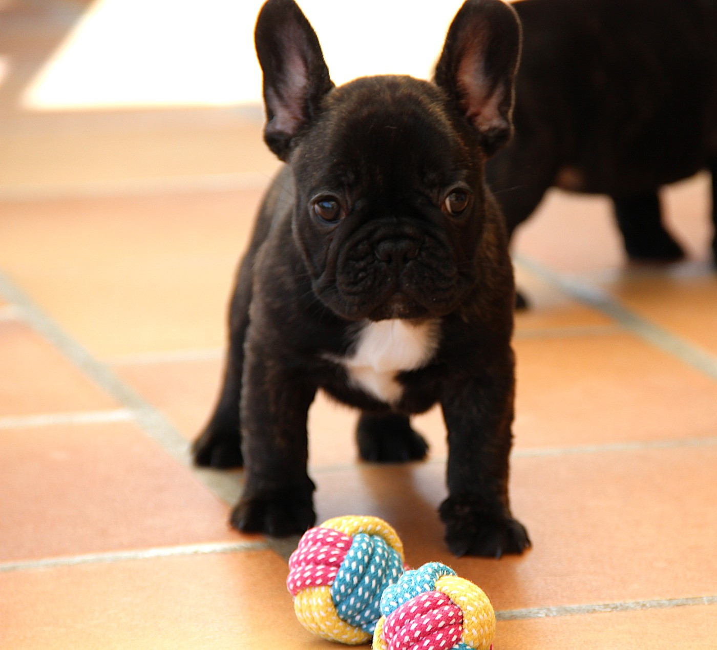 Au Pays Des Joyaux - Chiots disponibles - Bouledogue français