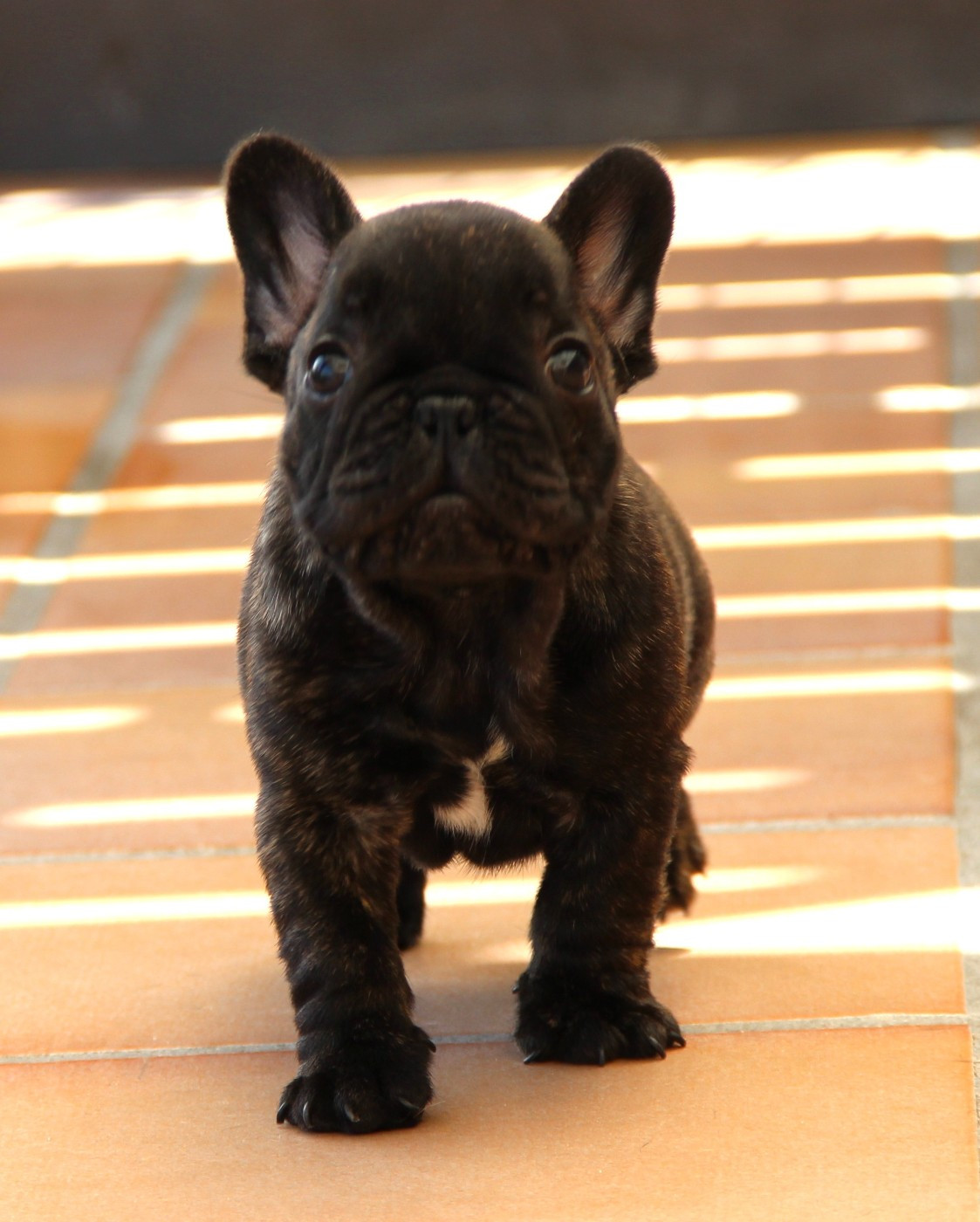 Au Pays Des Joyaux - Chiots disponibles - Bouledogue français