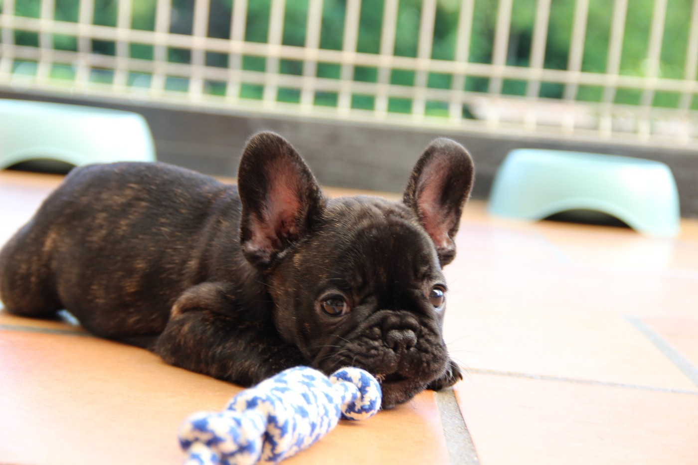 Au Pays Des Joyaux - Chiots disponibles - Bouledogue français