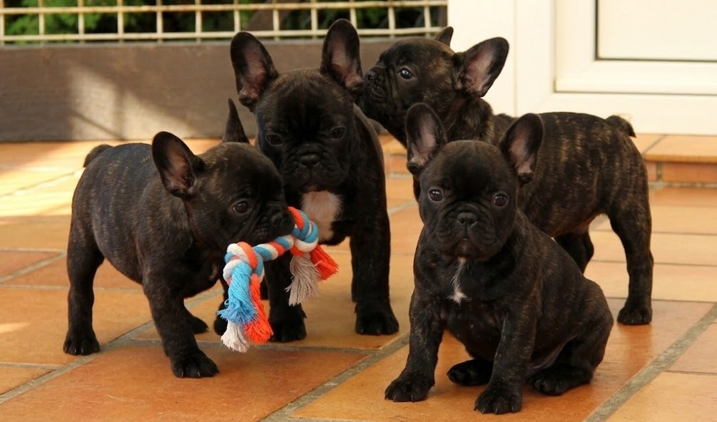 Chiot Bouledogue français Au Pays Des Joyaux