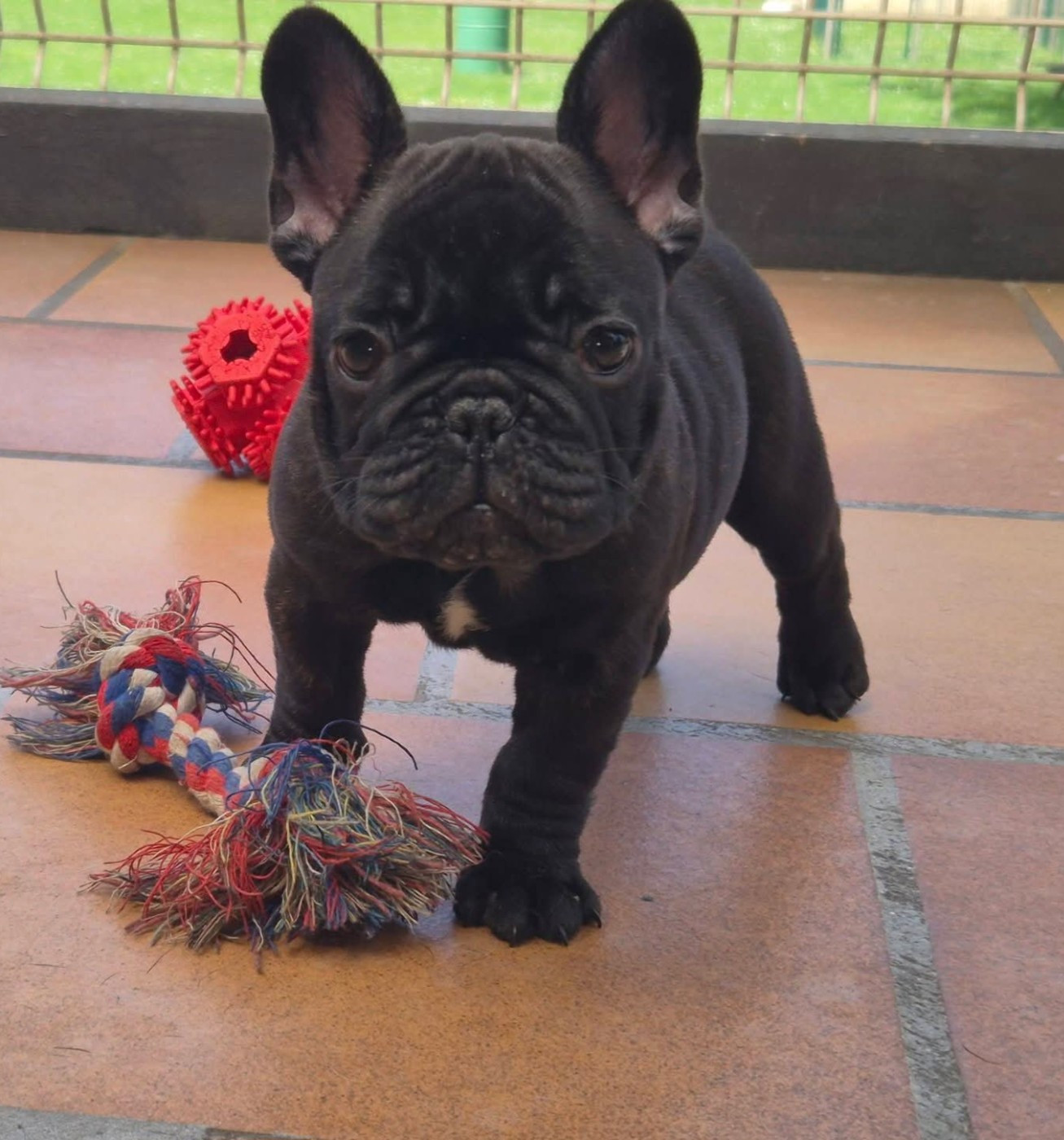 Au Pays Des Joyaux - Chiots disponibles - Bouledogue français