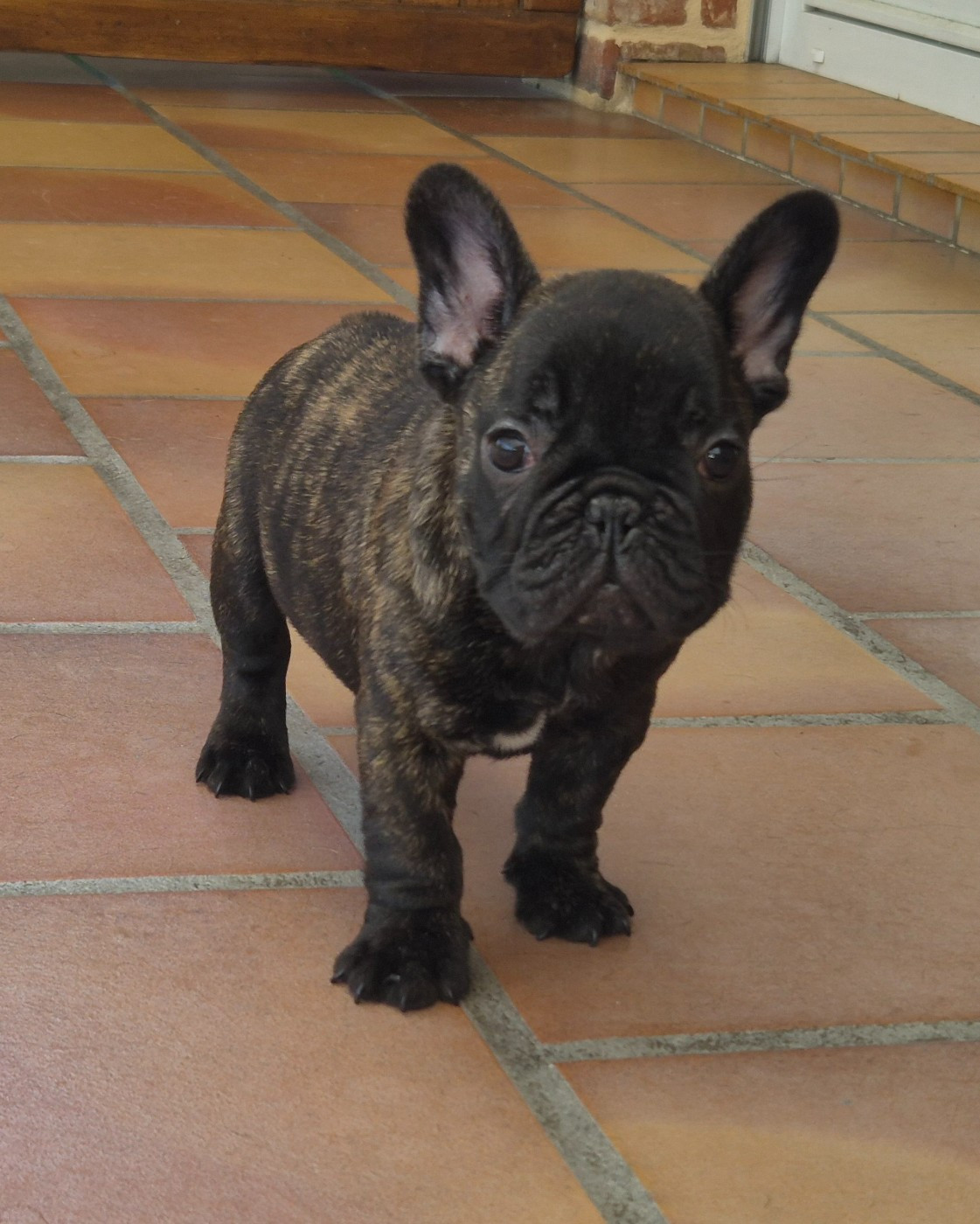 Au Pays Des Joyaux - Chiots disponibles - Bouledogue français