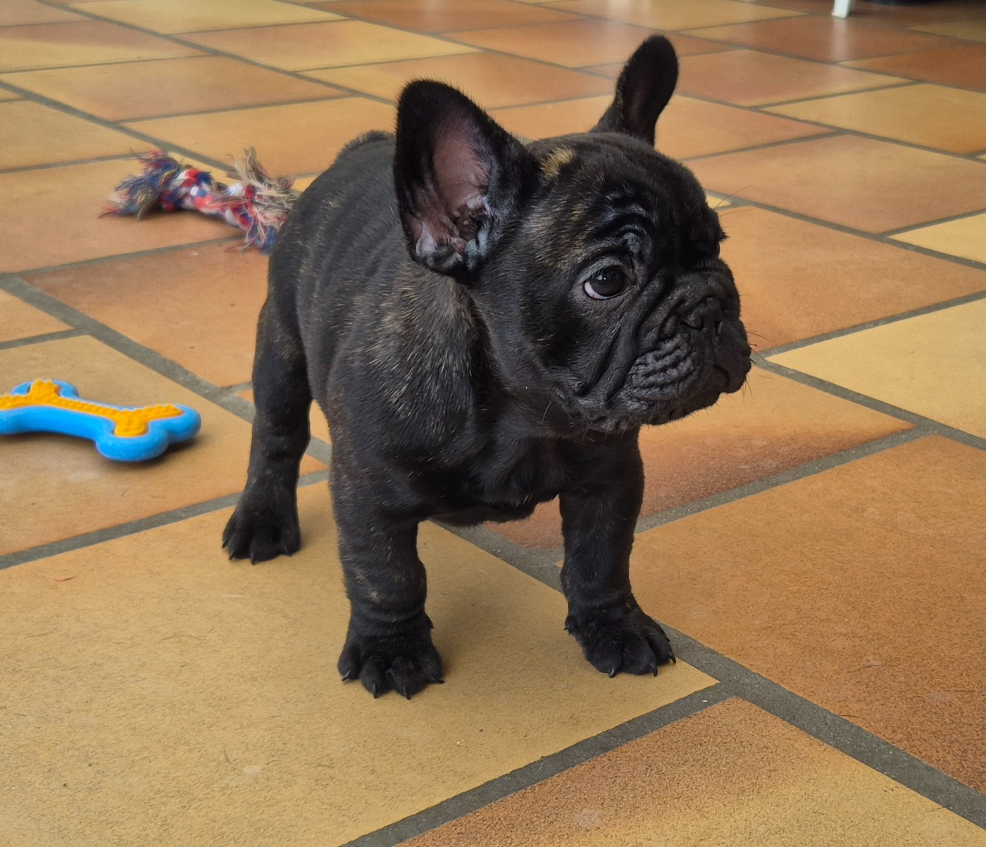 Au Pays Des Joyaux - Chiots disponibles - Bouledogue français