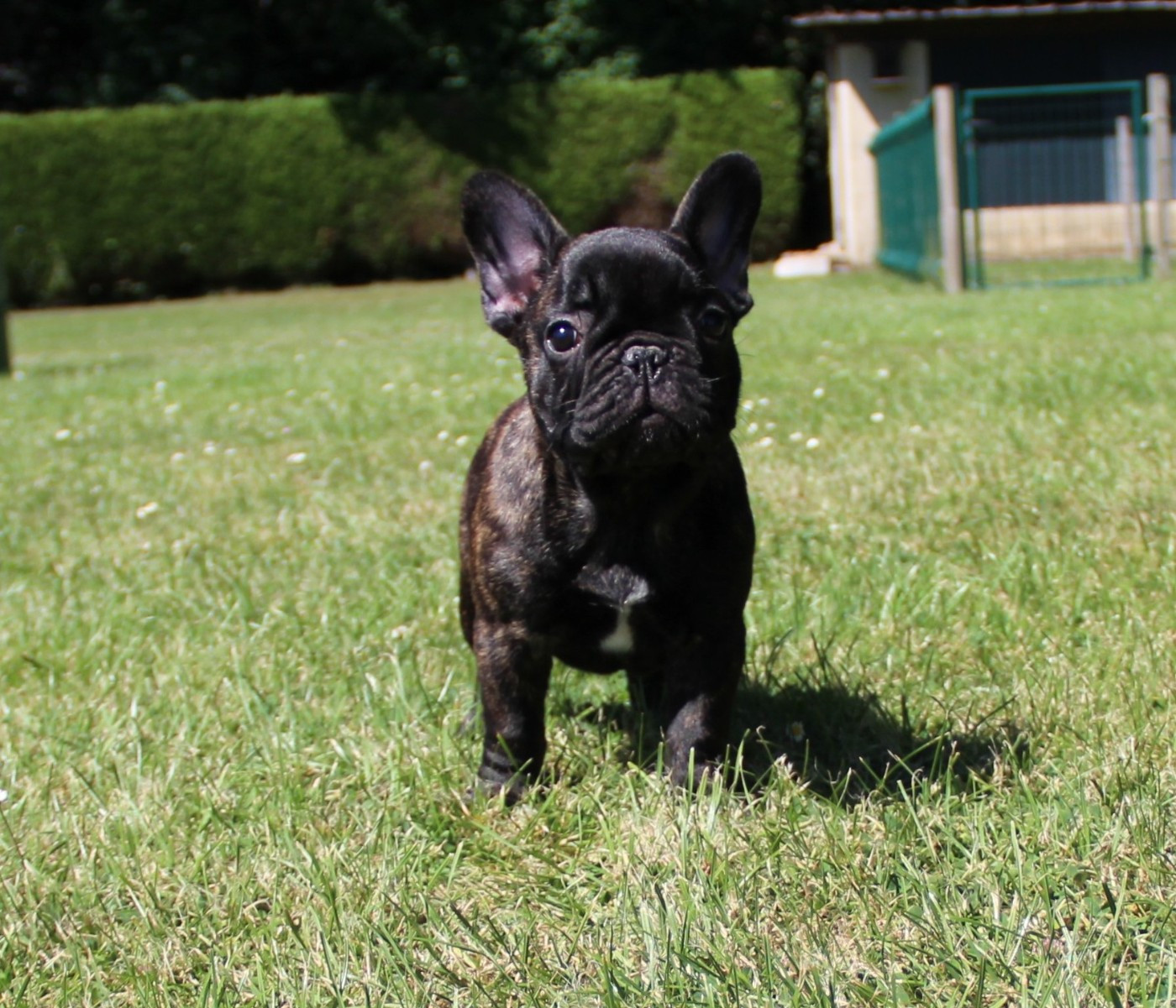 Au Pays Des Joyaux - Chiots disponibles - Bouledogue français