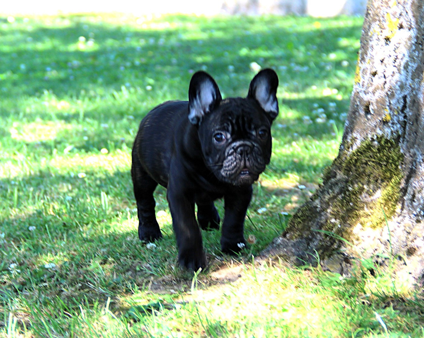 Au Pays Des Joyaux - Chiots disponibles - Bouledogue français