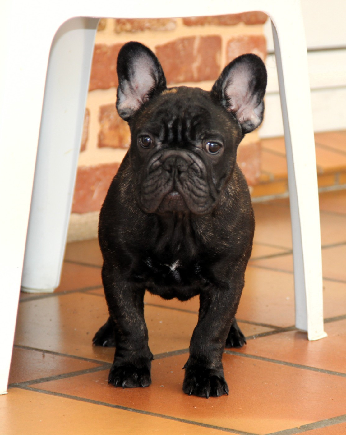 Au Pays Des Joyaux - Chiots disponibles - Bouledogue français
