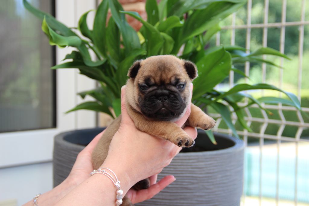 Au Pays Des Joyaux - Chiots disponibles - Bouledogue français