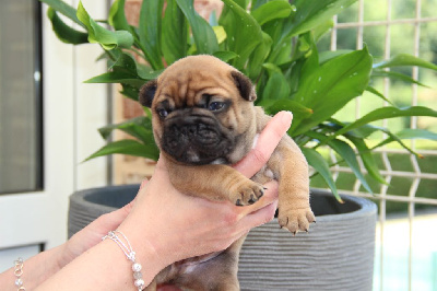 CHIOT 1