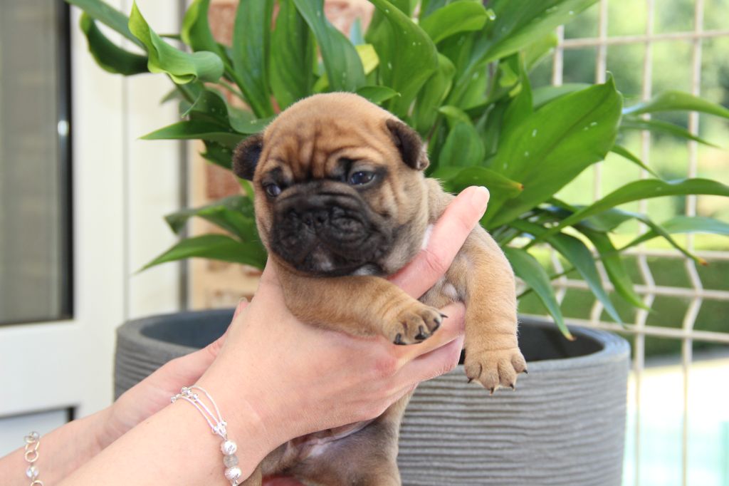 Au Pays Des Joyaux - Chiots disponibles - Bouledogue français