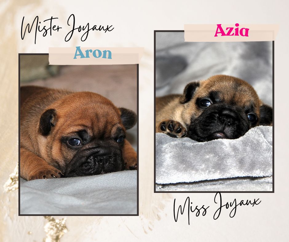 Chiot Bouledogue français Au Pays Des Joyaux